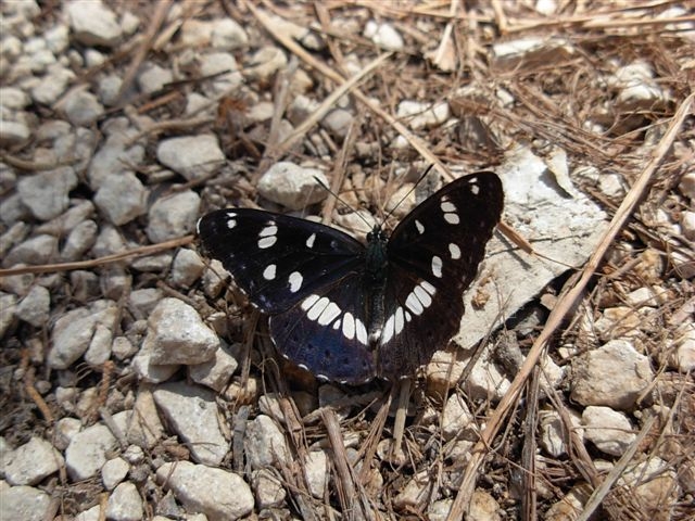 Limenitis reducta